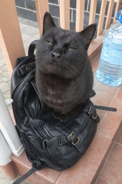 Первый кот на районе