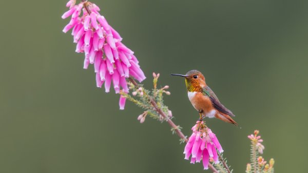 TinyHummer ROW7734388782 UHD