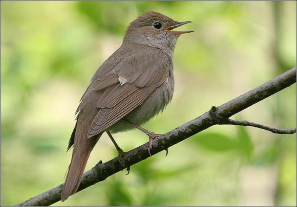 Соловей Обыкновенный