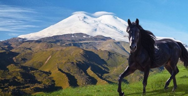 Карачаевская порода лошадей (10)