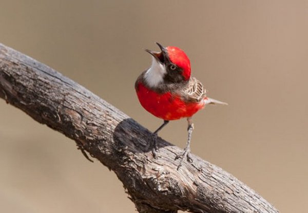 Кр.Чек. Трясогузка 9