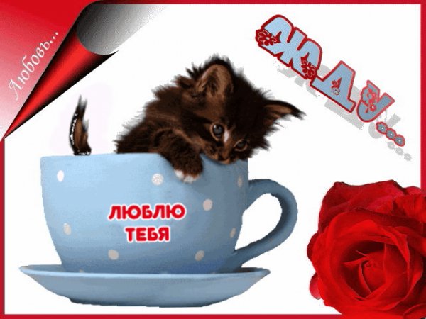 Люблю тебя Котик Жду