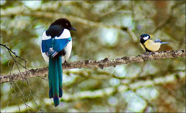 Сорока обыкновенная и синица большая