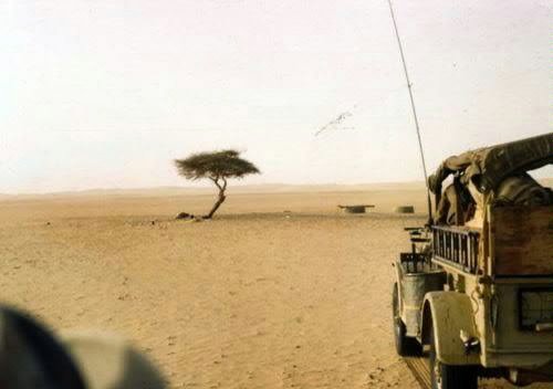 Одинокое дерево