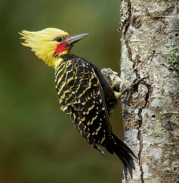 ПАЛЕВОХОХЛЫЙ ЦЕЛЕУС