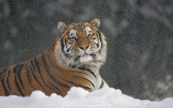 Yandex-Images-2016-04-17