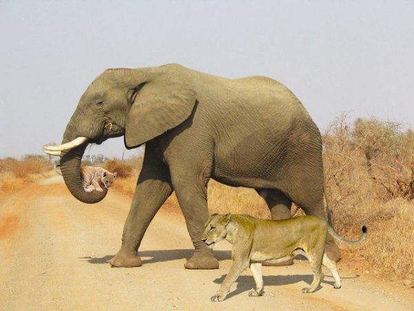 image (1)