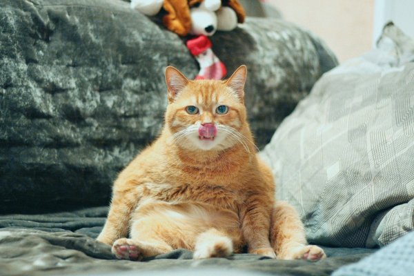 Kilolu-kedi-bakiminda-nelere-dikkat-edilmeli