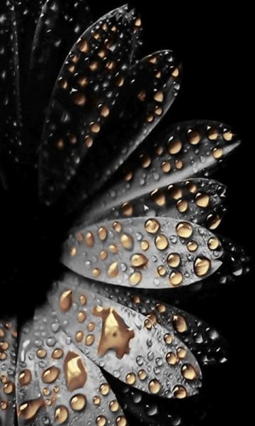 Golden Drops-wallpaper-10206982