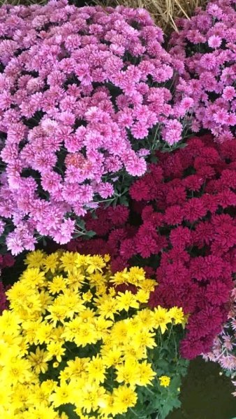 file_99507090