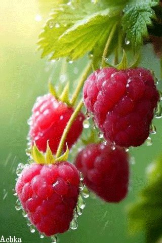 file_97095409