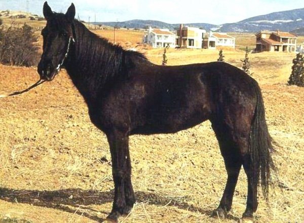 Пиндос пони (2)