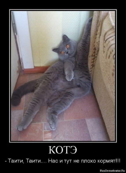 Нас и тут неплохо кормят