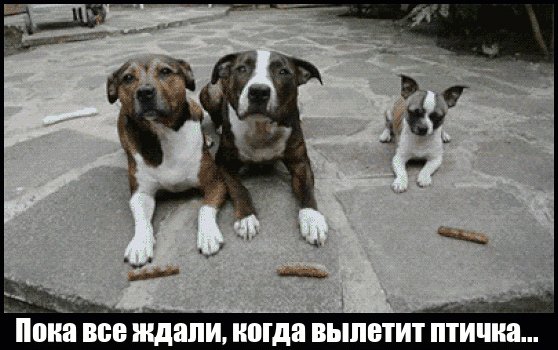 В большой семье