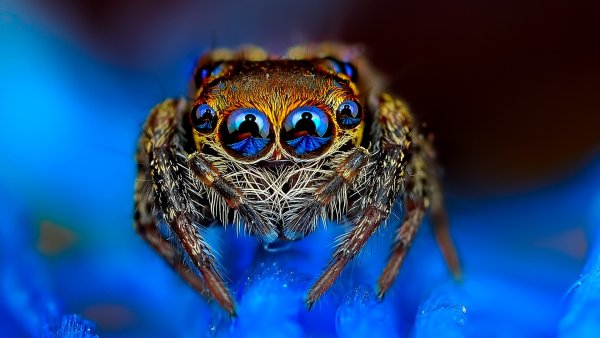 Красавец паучишко, паук-скакун