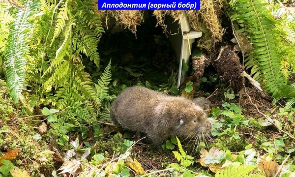 Аплодонтия (горный бобр)