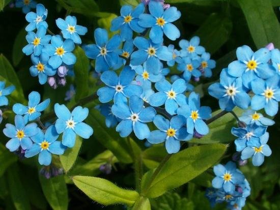 Незабудка 1