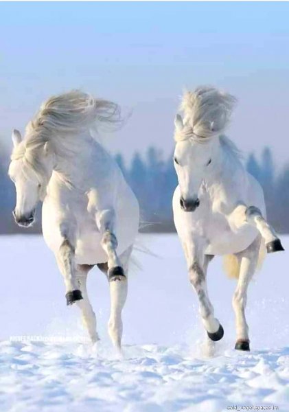file_84253220