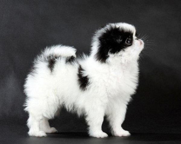 Китайский императорский хин (2)