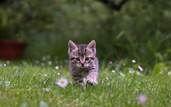 Котэ обои ПК