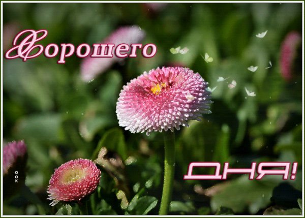 Video-otkrytka-khoroshego-dnya-68591