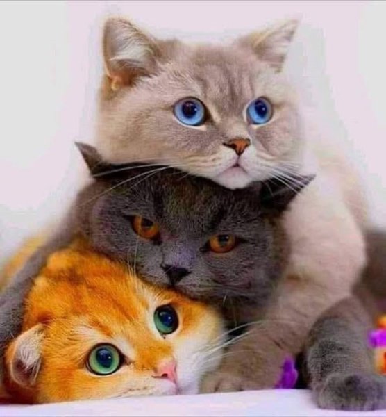 КОТЫ