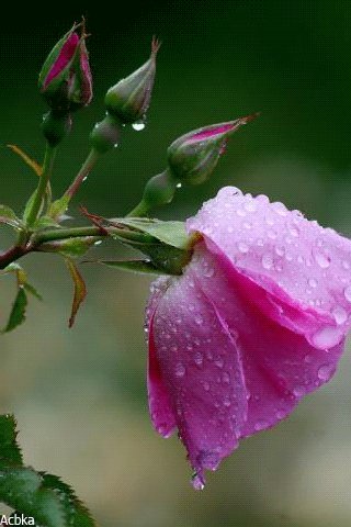 file_79315388