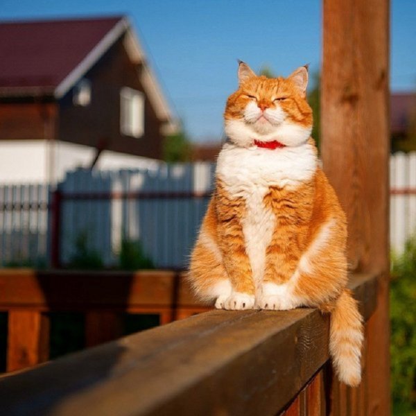Рыжий кот