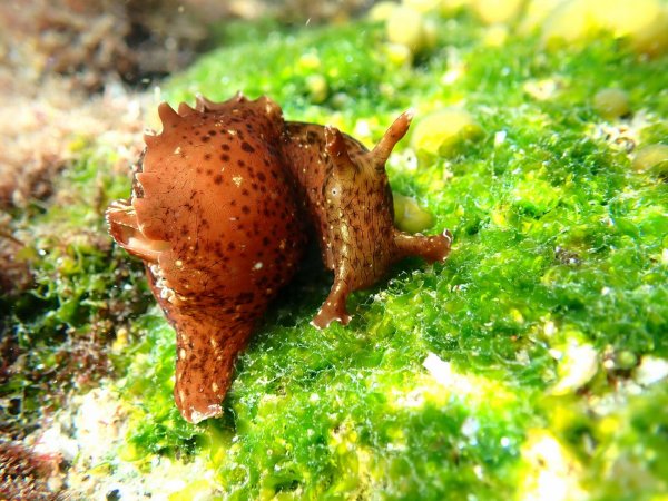 Калифорнийский морской заяц