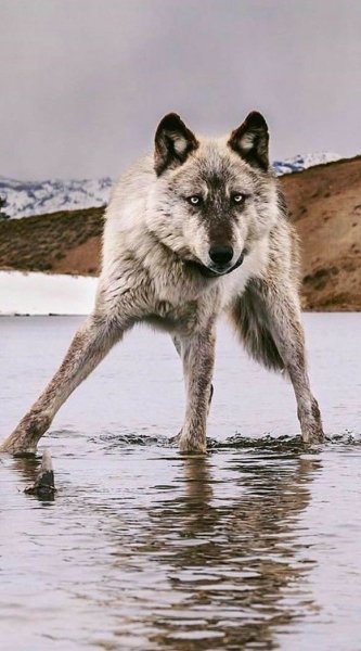 B0c29dd89481f6f6e34804f52b036069