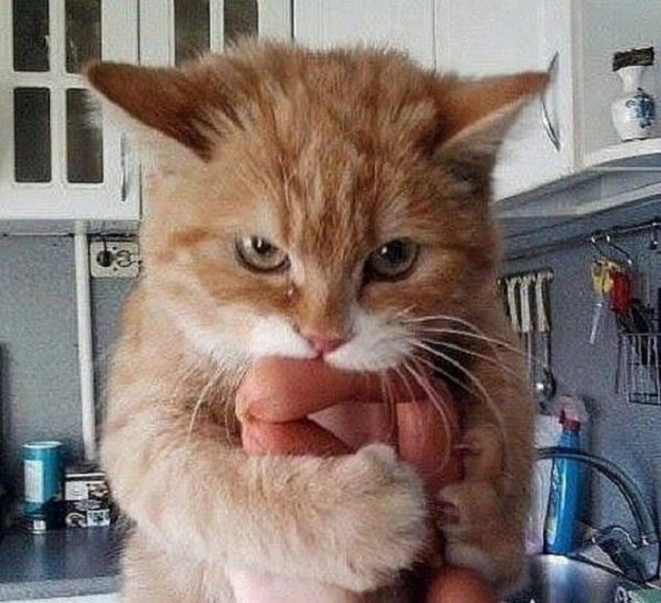 Кот и колбаса