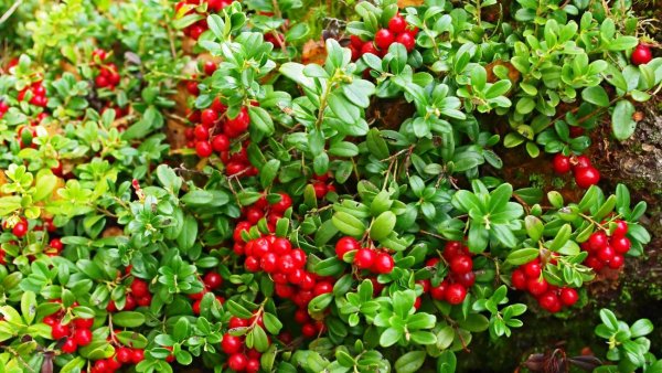 Брусника Красная поляна