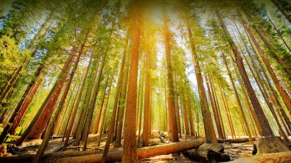 MariposaGrove ROW5484582272 UHD