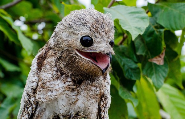 Исполинский козодой