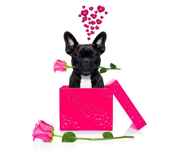 Valentines-Day-Dogs-Roses-Bulldog-Black-Heart
