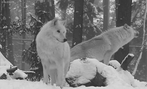 white-wolf