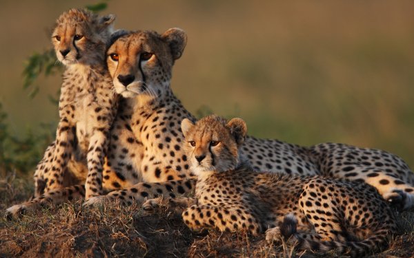 Baby Animals 7