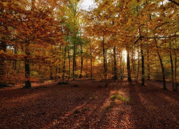 Autumn Forests Trees Foliage 555935 1920x1381
