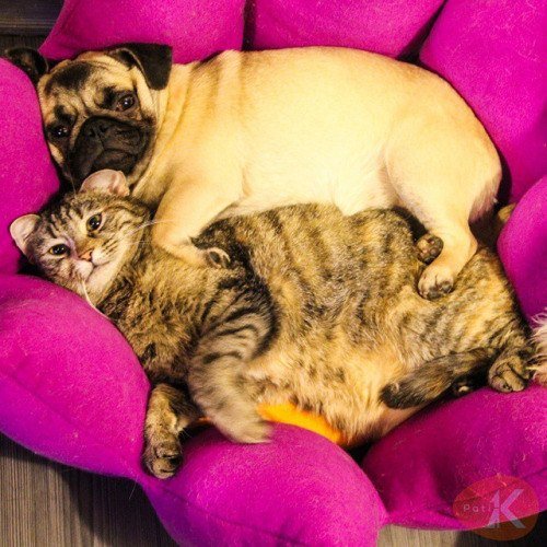 Любовь - Это Жиреть Вместе :3