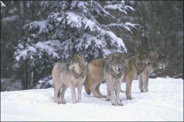 Волки обои ПК