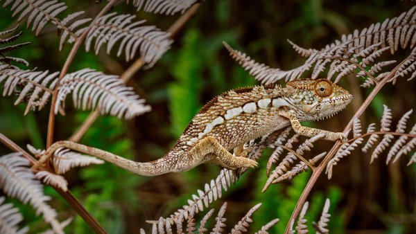 Panther Chameleon Пантерный хамелеон UHD Обои 4к