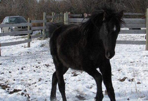 Канадская порода лошадей (2)
