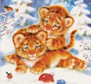 tigr