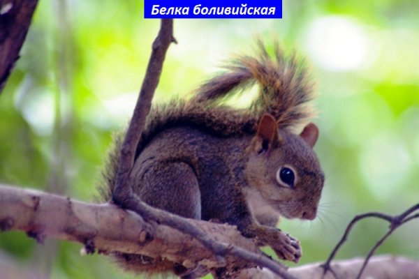 Белка боливийская