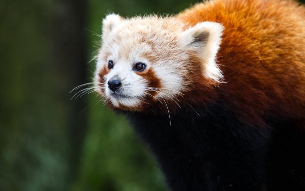 Panda Bears 5