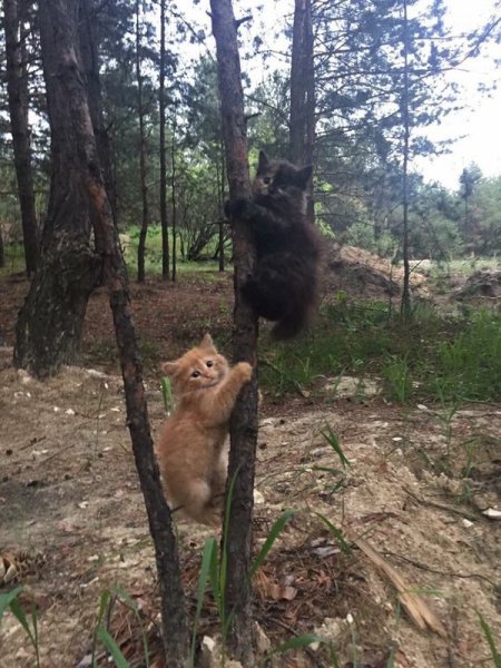 Мишки на дереве