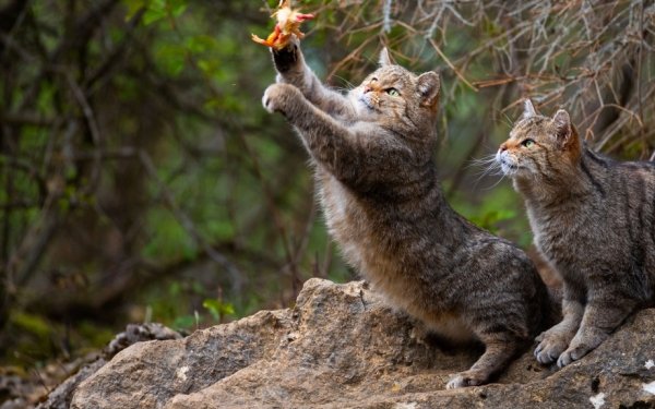 Коты в лесу. (7)