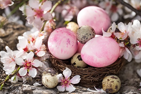 Easter Eggs Nest 581448 600x400
