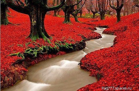 getImage2961