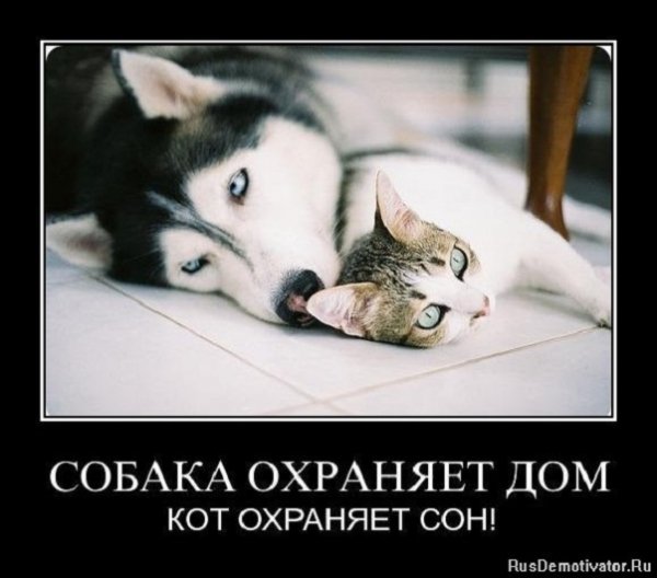 Собака охраняет дом, кот охраняет сон